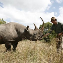 De safari con rinocerontes