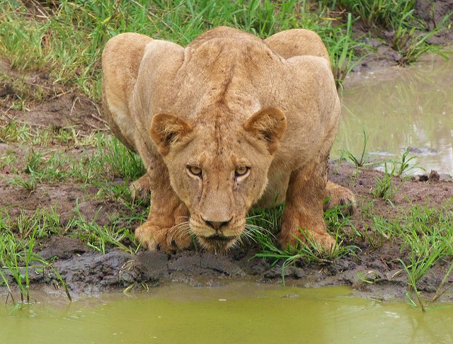 Una leonesa fotografiada en un safari