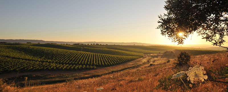 Campos del Alentejo