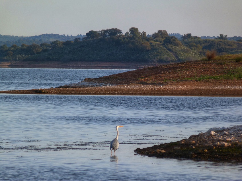 Fauna de Alentejo