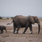 Elefante bebe en parque Amboseli