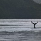 Ballena en la naturaleza